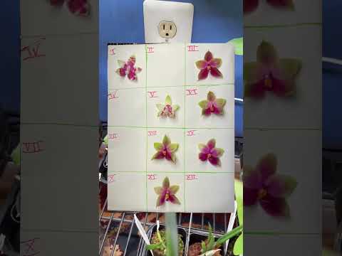 Catasetum update late July 2025