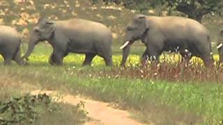 preview picture of video '100 ELEPHANT IN SURGUJA FOREST'