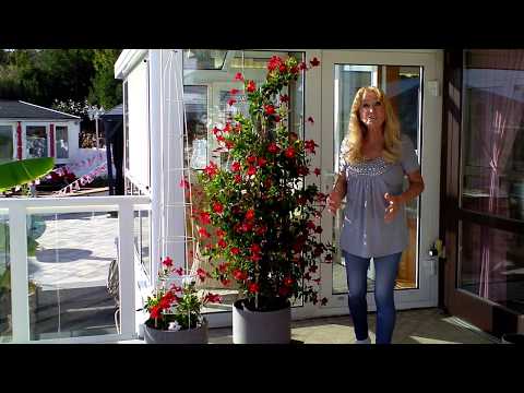 Dipladenia  Sundaville überwintern - Lilo Siegel