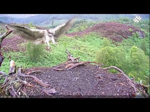 Vera flies away with the fish after Louis the Loch Arkaig Osprey brings it to her 27 Aug 2020