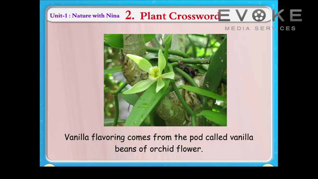 Plant Crossword || Information