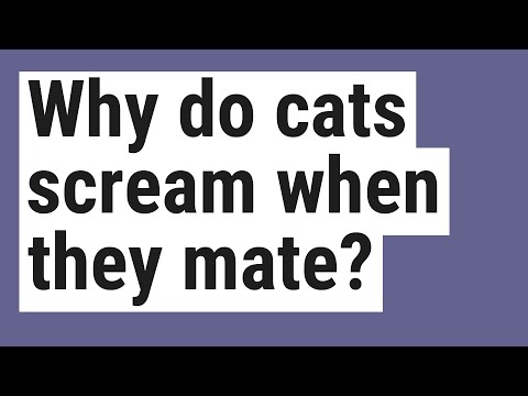 Why do cats scream when they mate?