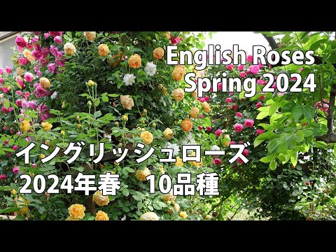 イングリッシュローズ 'モーティマー サックラー' 植物