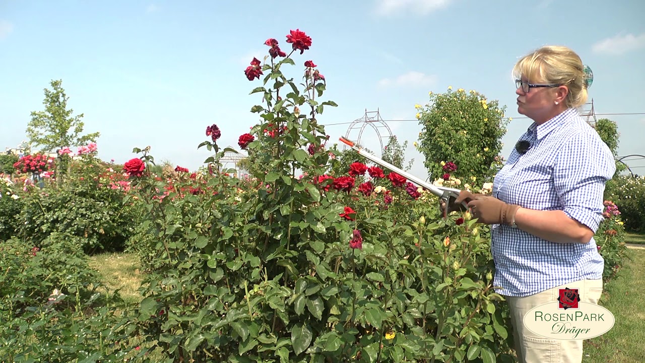 Rosen-Arten pflegen ▷ richtig pflanzen  schneiden & düngen