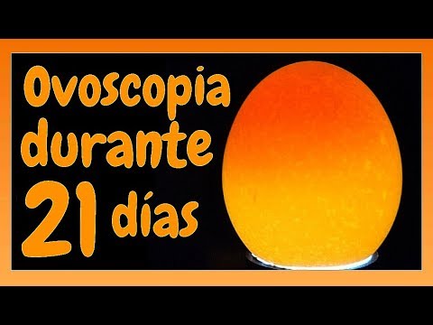 Ovoscopia durante 21 días de incubación de huevos de gallina.