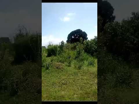 Mashamba Bagamoyo heka 13