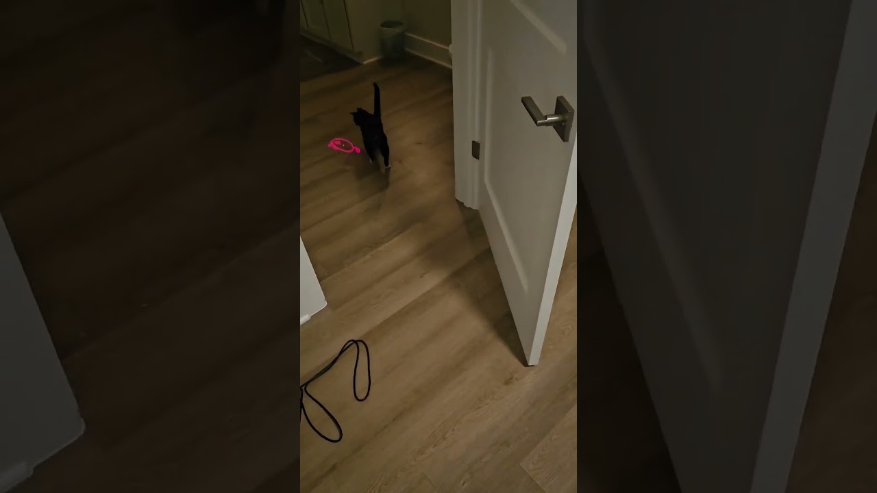 Enlarge Wuvvy, a ADOPTABLE mixed breed in Hyattsville, MD video 6/6