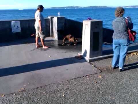 Dog at Alki Beach