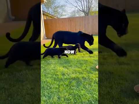 My Cat Dragged Kitten Inside... Then A 150 Pound Panther Is Waiting...