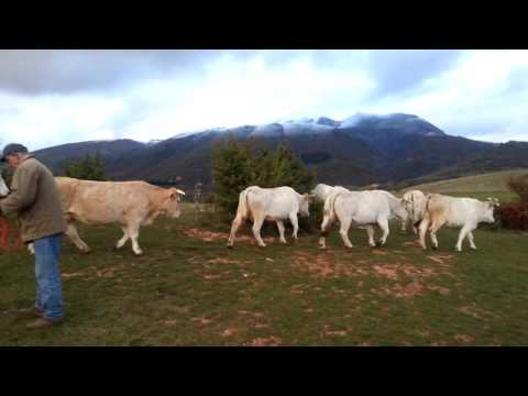 La Mucca va in città. Dal Pascolo Al Piatto