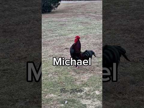 Michael!, Ooooh Michael!, Miiichaaeelll! #michael #mike #chickens #hens #roosters #backyardchickens