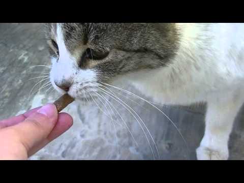 Feral cats eating salmon snacks