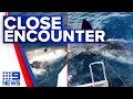 Terrifying video captures great white shark attacking boat in Victoria | 9 News Australia
