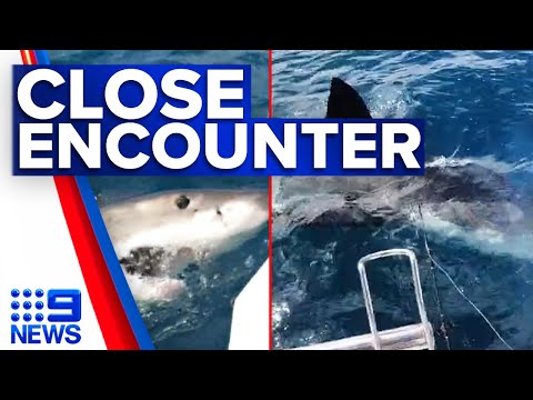 Terrifying video captures great white shark attacking boat in Victoria | 9 News Australia