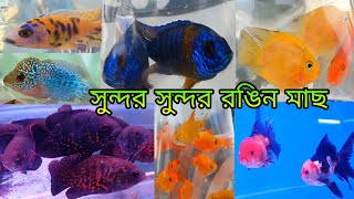 সুন্দর সুন্দর রঙিন মাছ শ্রীরামপুর হাটে | Aquarium Fish Shrirampur Hat | Serampore Pet Market | Fish