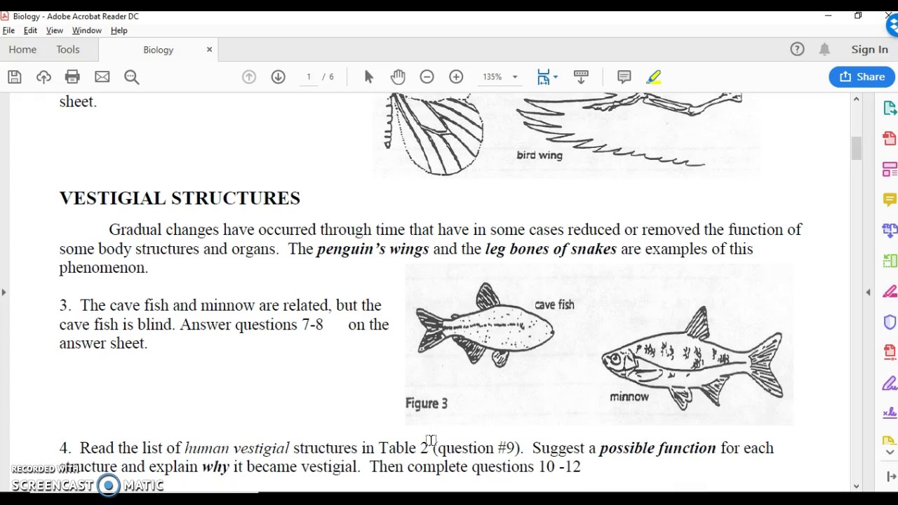 Evidence Evolution Worksheet Review