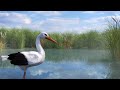 Flight For Survival The Story Of A Stork S Migration 3D Animated Short Film