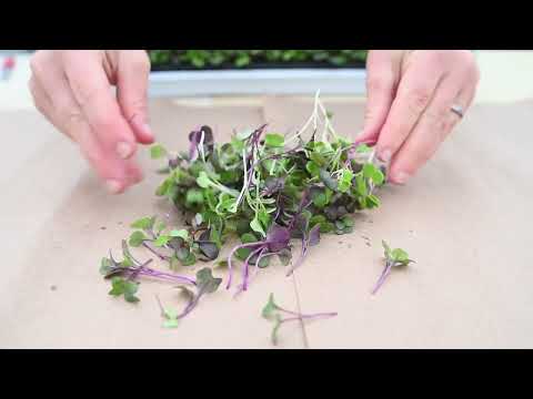 Johnny's Mild Micro Mix | Exclusively from Johnny's Selected Seeds