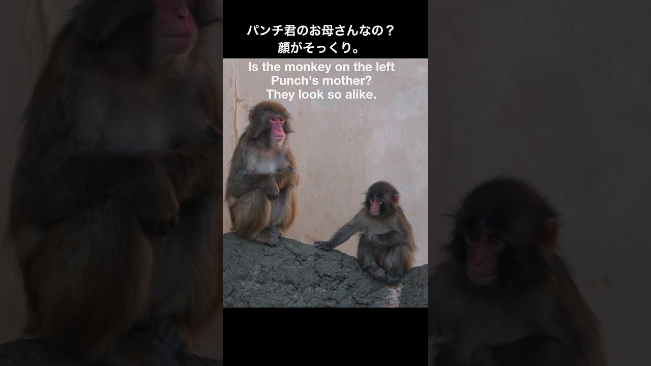 パンチ君のお母さんなの？お顔がそっくり。Is the monkey on the left Punch's mother? They look so alike.
