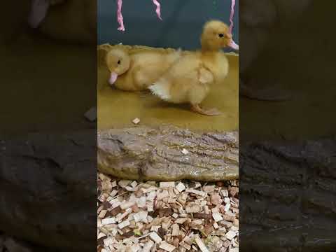 , title : 'meet Donald and daffy the cherry Valley ducklings #birds #ducks #animals #shorts'