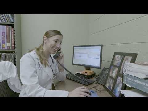 Dr. Ashley Fairbairn at DePorre Veterinary Hospital