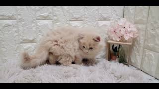 スコティッシュストレートの動画01