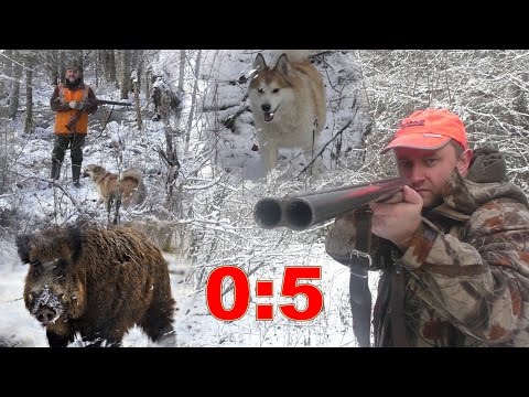 Загонная охота. Кабан. 4 декабря 2016г.