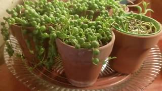 Holiday Houseplant Tour