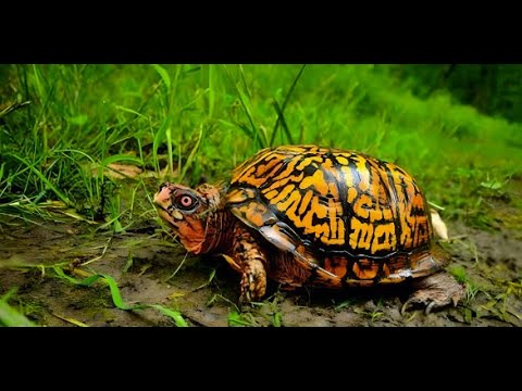 Eastern Box Turtles: Mini Documentary