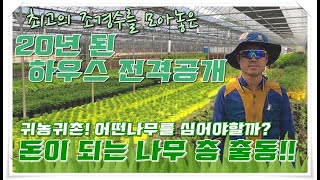 귀농귀촌! 어떤 나무를 심어야할까? 최고의 조경수를 모아놓은 20년 된 하우스 전격공개! /Daelim Nu…