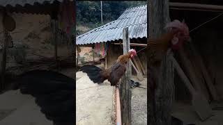 Download lagu Qaib poj qua zoo 2023 mp3 Download lagu Qaib poj qua zoo 2023 mp3