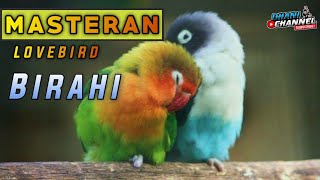 Download lagu PANCINGAN SUARA BURUNG LOVEBIRD KAWIN, LANGSUNG BIRAHI!!! mp3 Download lagu PANCINGAN SUARA BURUNG LOVEBIRD KAWIN, LANGSUNG BIRAHI!!! mp3