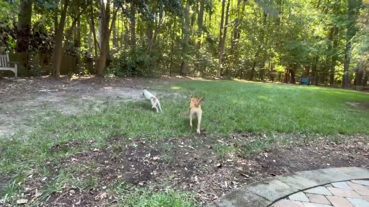 Enlarge WADE, a Adoptable mixed breed in Fuquay Varina, NC video 5/5