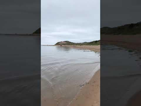 Seal Spotting At Newburgh Beach #Shorts