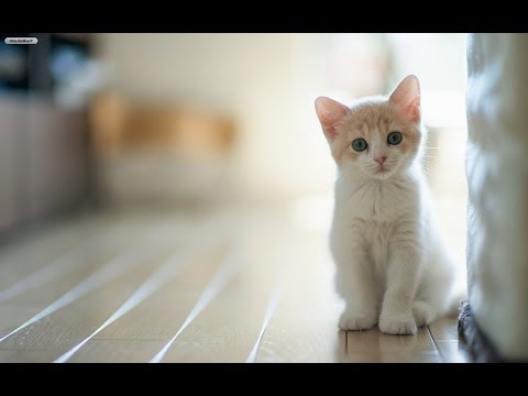 Rosu si Negru- Pseudofabula (Intr-o nu stiu care seara)