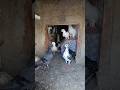 Naya Kabutar Pakada ️ Pigeon Minivlog Birds Petvlogger Petlover Budgiegar Kabutar Shorts