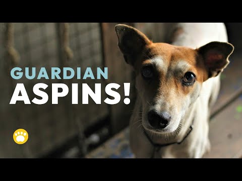 Aspin (Philippine Dog) 101