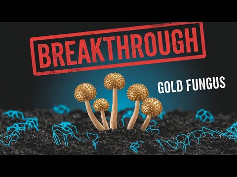Fungus Mines For Gold, Changes Mining Future