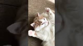 気まぐれマンチカン執事に甘えん坊😽  #Shorts #マンチカン #ネコ執事