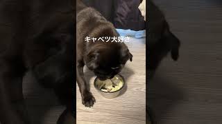 #pug #dog #cute #ぱぐ #かわいい #amsr #いやし#いぬ