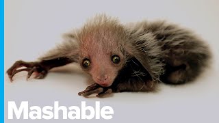 A Rare, Endangered Aye-Aye Lemur Was Just Born at the Denver Zoo