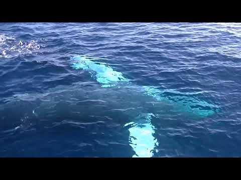 八丈島ザトウクジラ動画