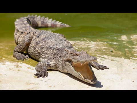 Significato spirituale del coccodrillo: abbracciare l'antica saggezza e l'adattamento