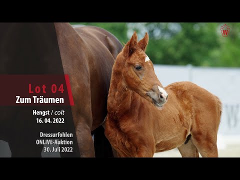 OnLive-Auktion Lot 04 Zum Träumen Hengst v. Zoom - Franziskus