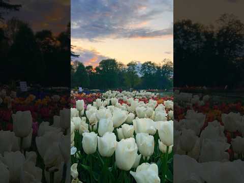 How beautiful 🌷💗 #tulips #spring #bollywood #nepali #albany #ny