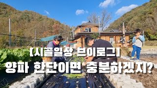 [시골일상 브이로그] 양파 심고, 내일은 마늘. 텃밭에 양파심기. 그 옆에 김장배추랑 무.