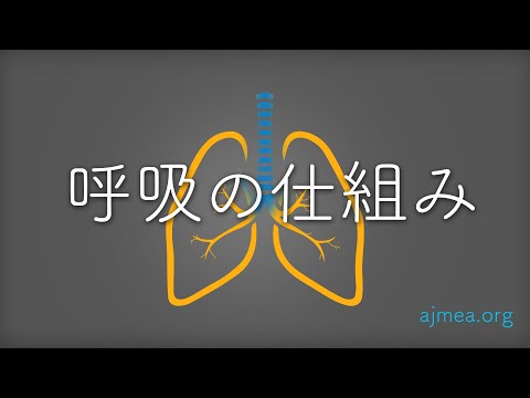 魚の呼吸の仕組み:説明と例