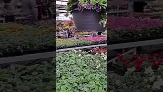 Anna&#39;s flowers #2