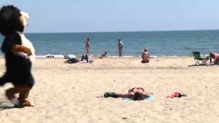 Pegadinha  do cachorro  na praia