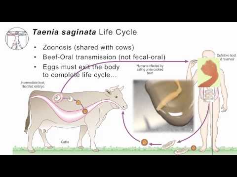 Teniasis jelei és tünetei - Kezelés Felnőtt teniózis tünetei és kezelése